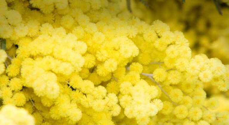 Iberische Halbinsel: Hotspot für invasive Arten