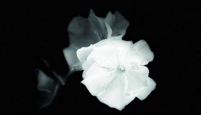 Fotoausstellung „Florescendo“