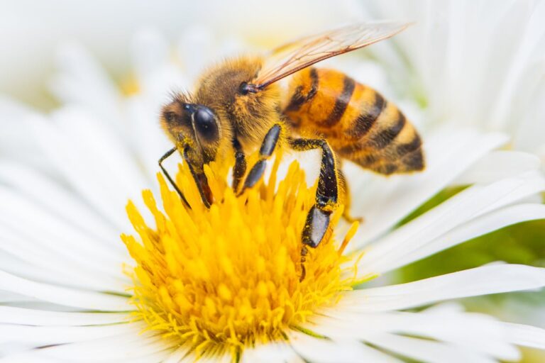 Portugal beschließt Plan zum Schutz von Bestäubern