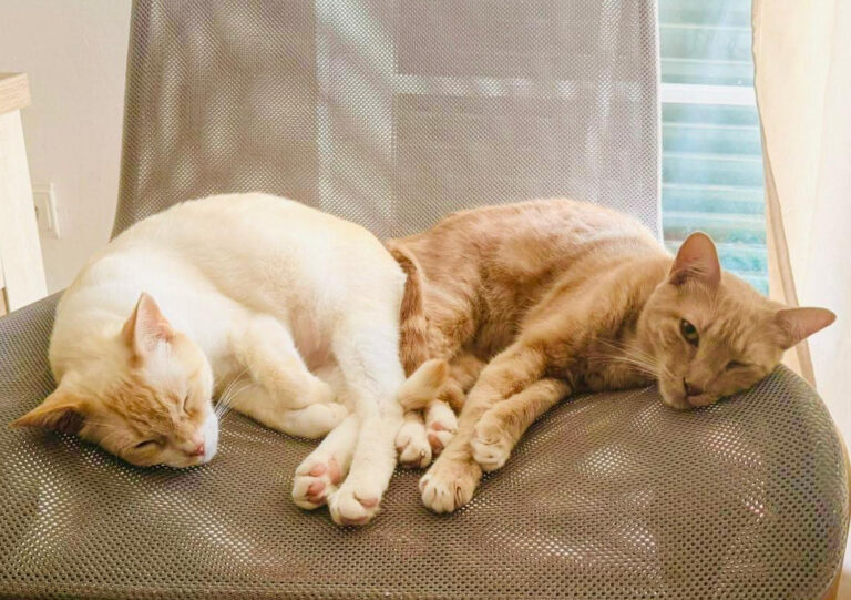 carvoeiro cat charity